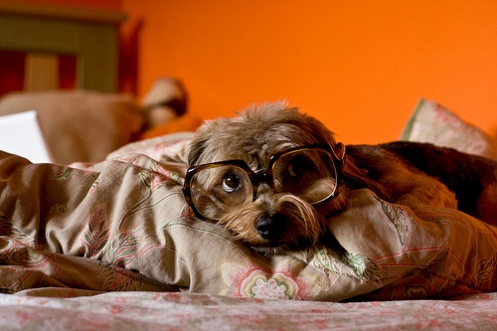 Cute puppy glasses!!! Haha!